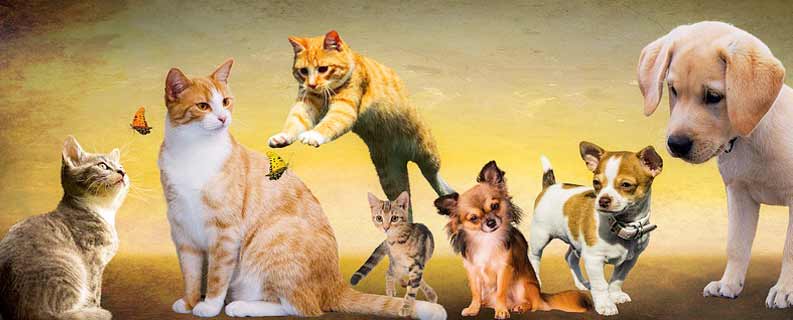 site para pet shop