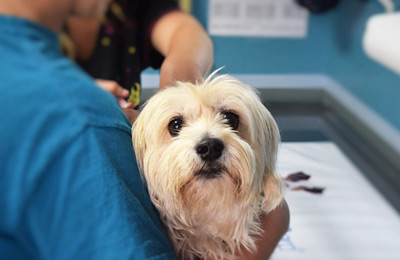 site para veterinária